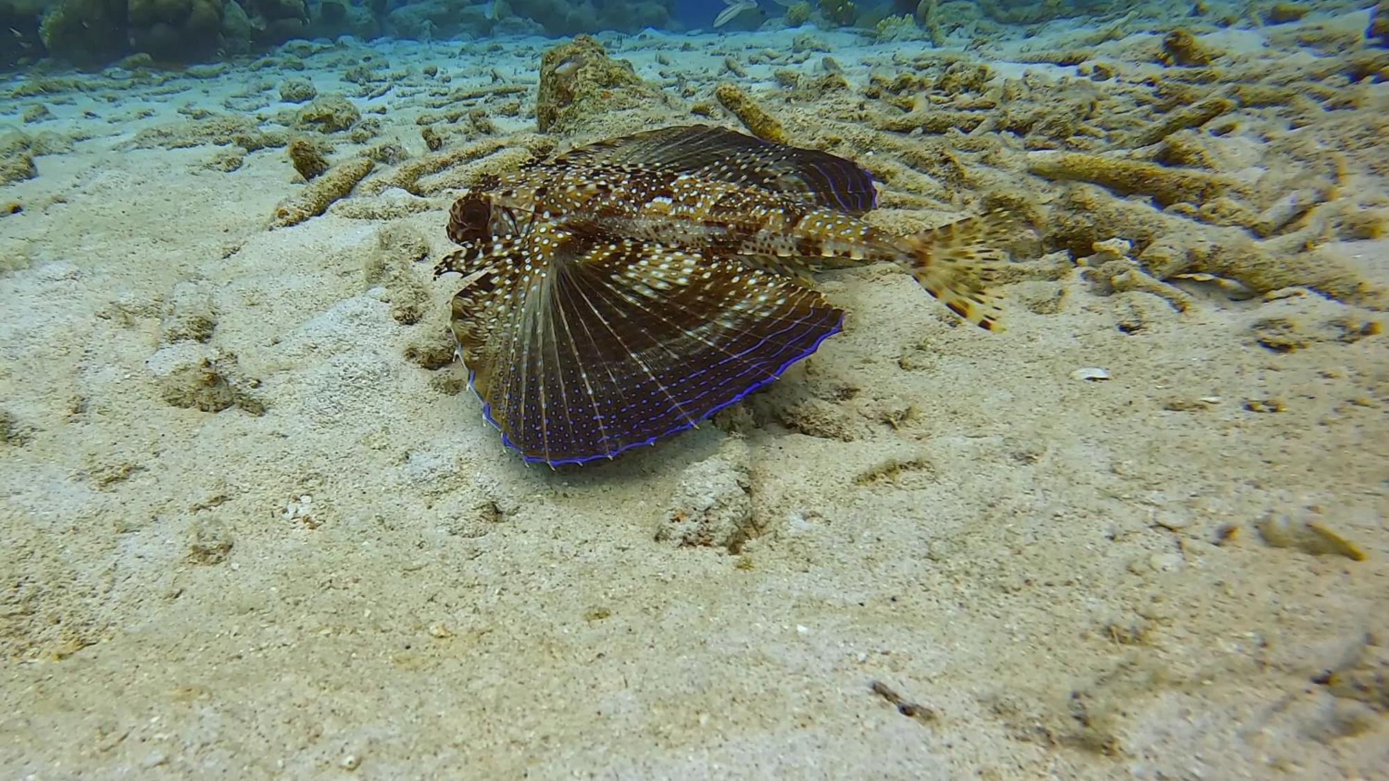 Finisterre Curacao Villa Westpunt Eksteriør billede